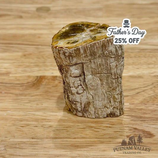 Petrified Wood Mini Stump Accent 2.7’’ - Accent