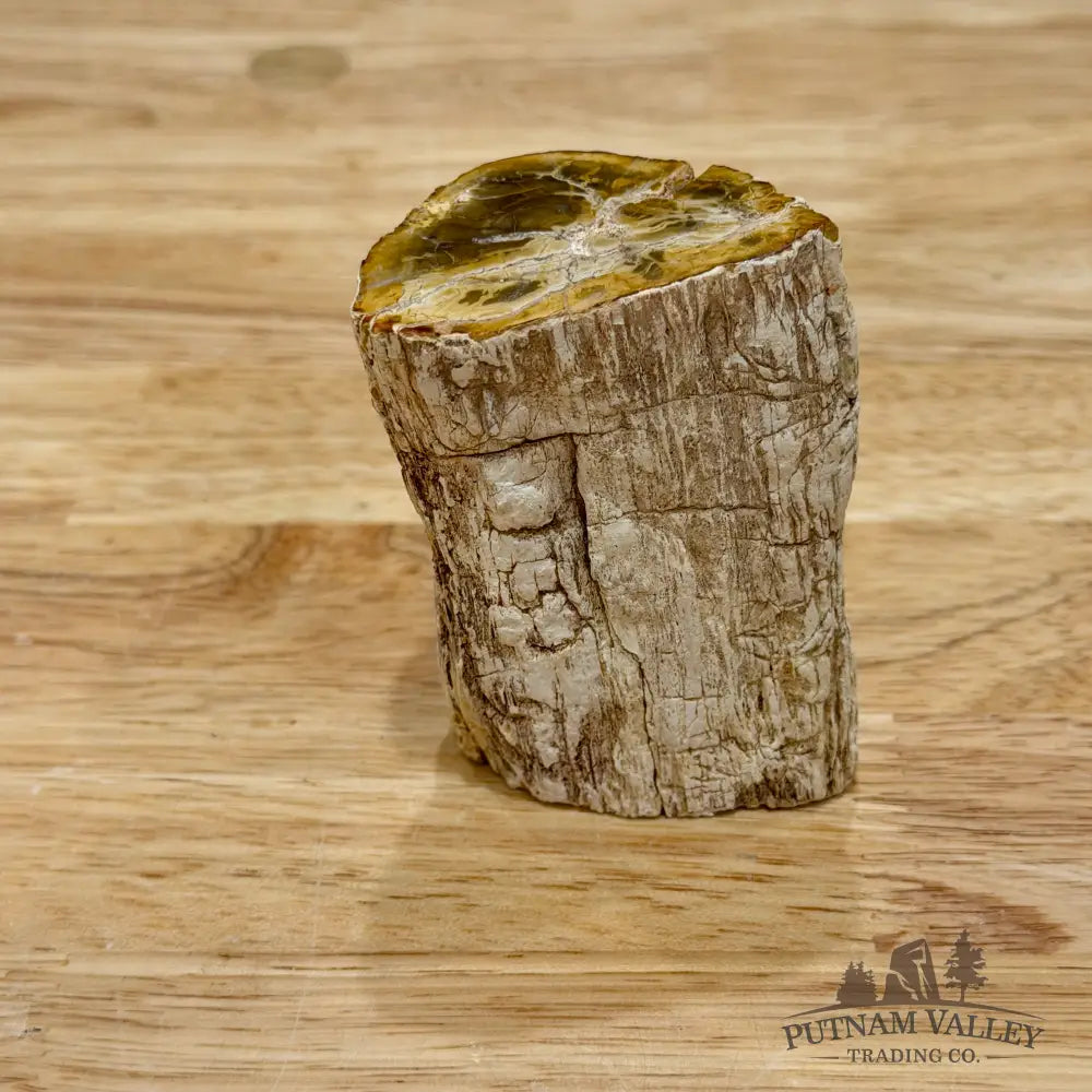 Petrified Wood Mini Stump Accent 2.7’’ - Accent