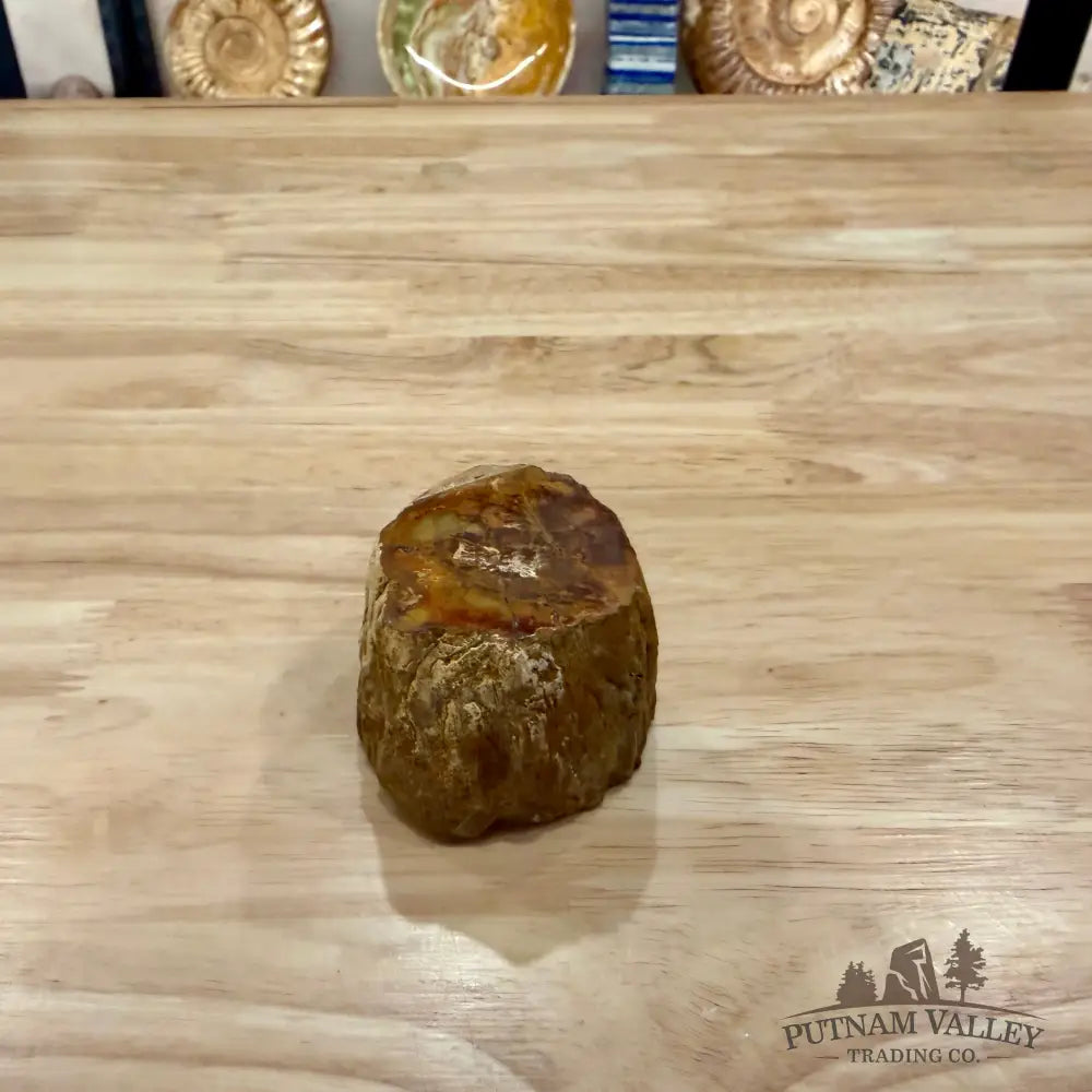 Petrified Wood Mini Stump Accent 2.7’’ - Accent