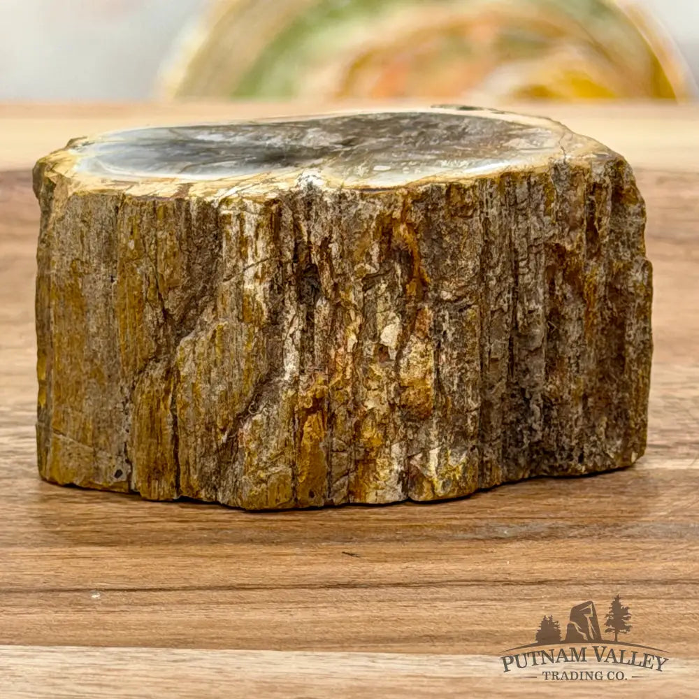 Petrified Wood Mini Stump Accent 2.7’’ - Free Standing Accent
