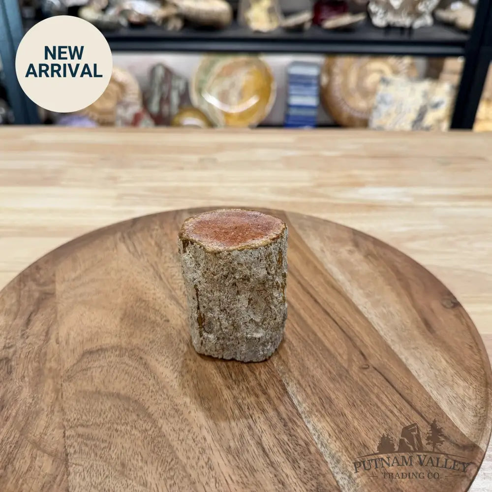 Petrified Wood Mini Stump Accent 2.7’’ - Free Standing Accent