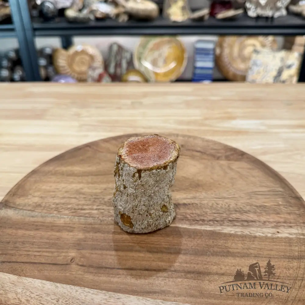 Petrified Wood Mini Stump Accent 2.7’’ - Free Standing Accent