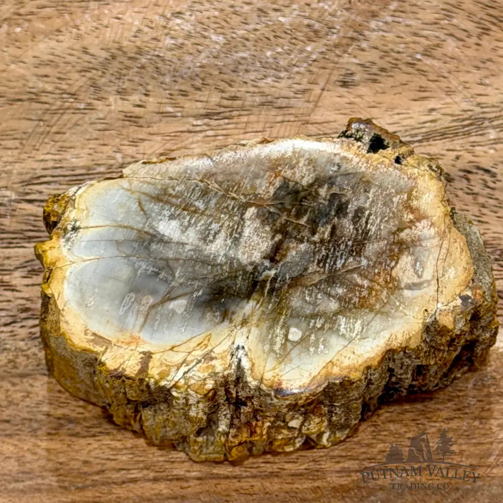 Petrified Wood Mini Stump Accent 2.7’’ - Free Standing Accent