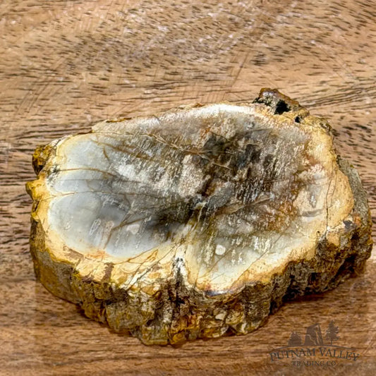 Petrified Wood Mini Stump Accent 2.7’’ - Free Standing Accent