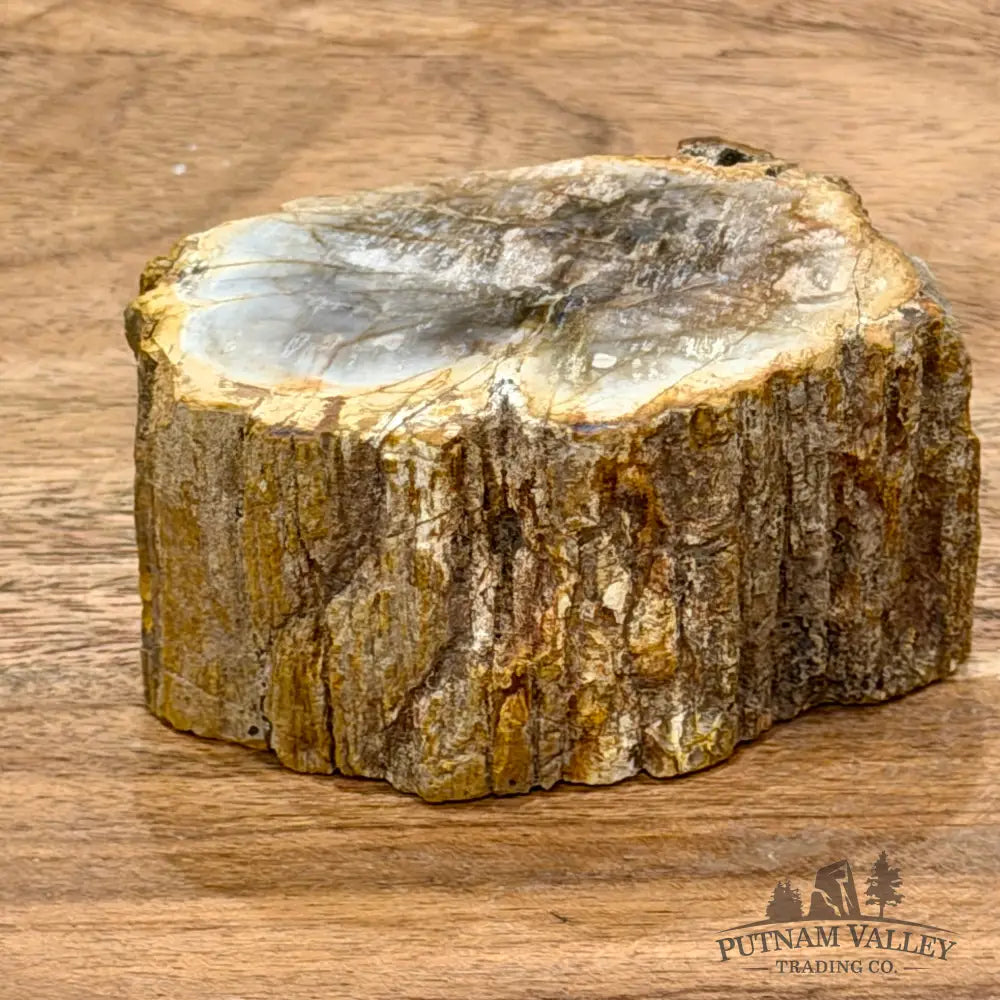 Petrified Wood Mini Stump Accent 2.7’’ - Free Standing Accent