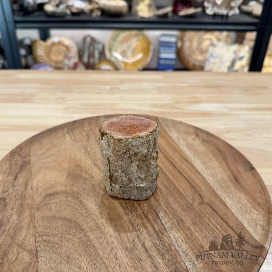 Petrified Wood Mini Stump Accent 2.7’’ - Free Standing Accent