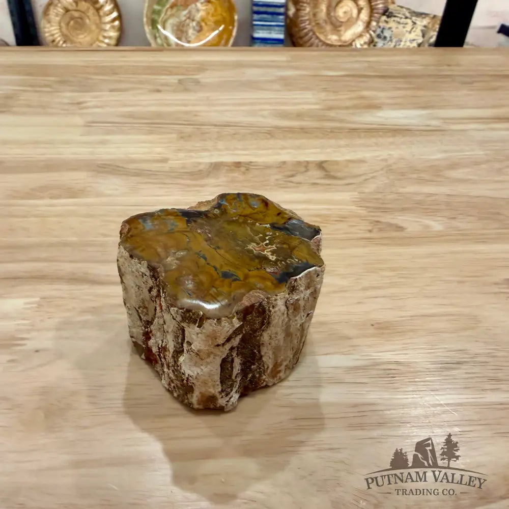 Petrified Wood Mini Stump Accent 2.75’’ - Accent