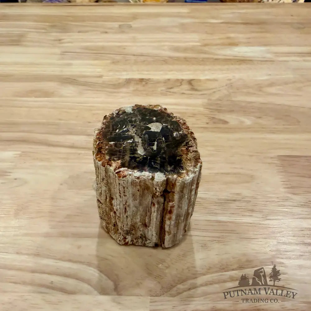 Petrified Wood Mini Stump Accent 2.75’’ - Accent