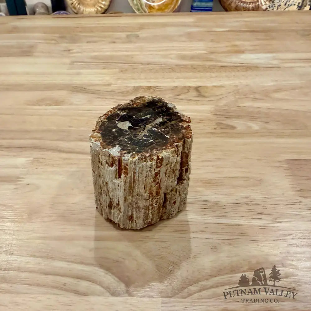 Petrified Wood Mini Stump Accent 2.75’’ - Accent