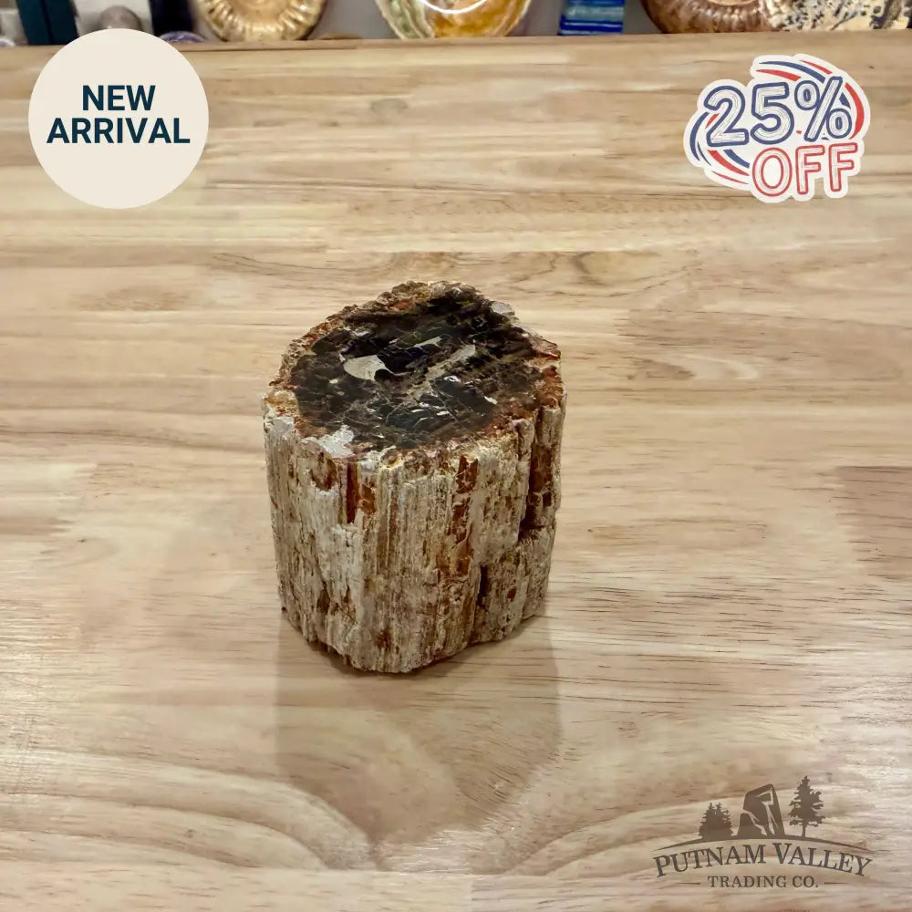 Petrified Wood Mini Stump Accent 2.75’’ - Accent