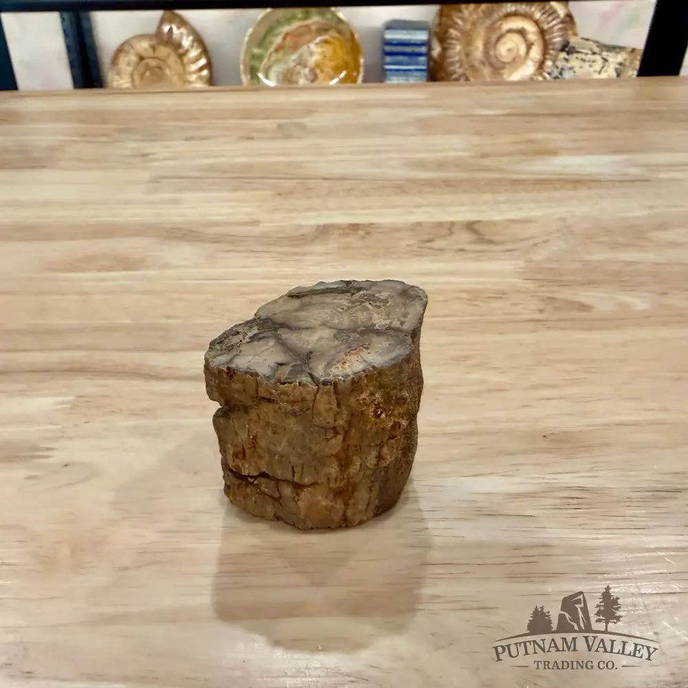 Petrified Wood Mini Stump Accent 2.2’’ - Accent