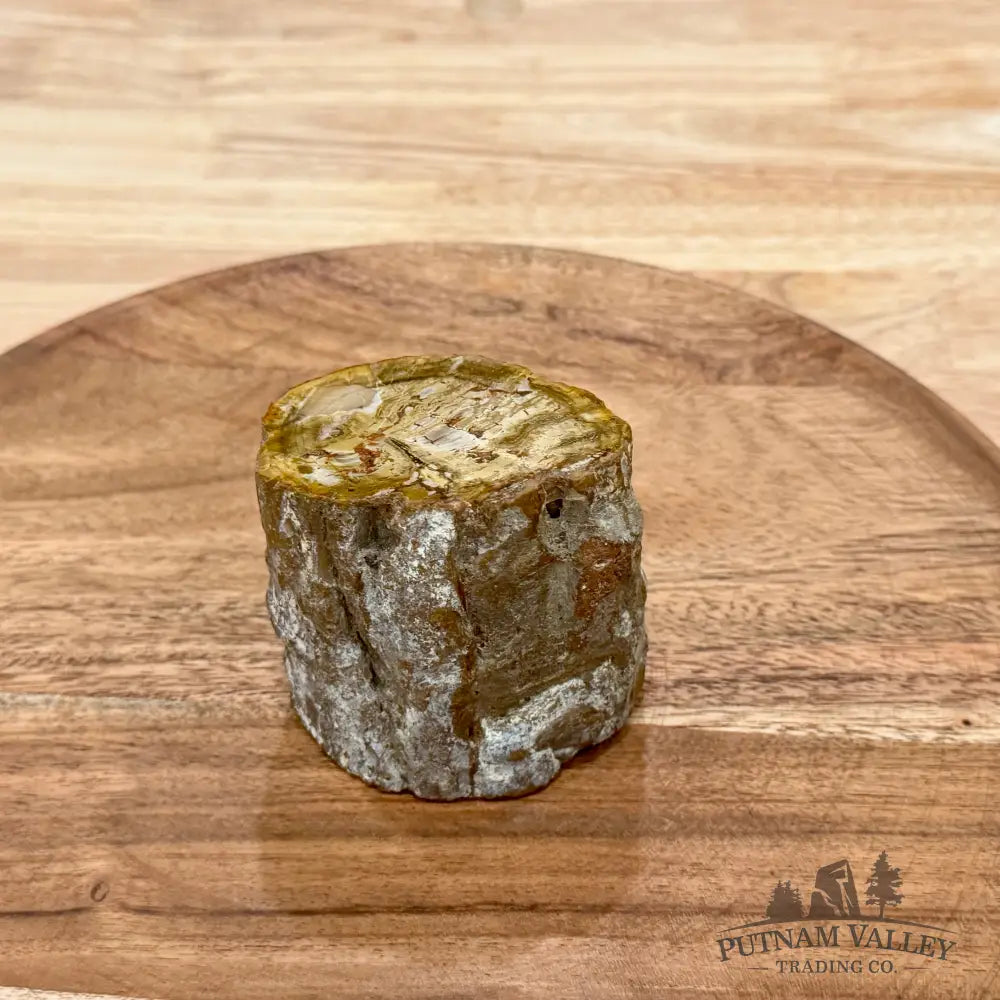 Petrified Wood Mini Stump Accent 2.77’’ - Accent