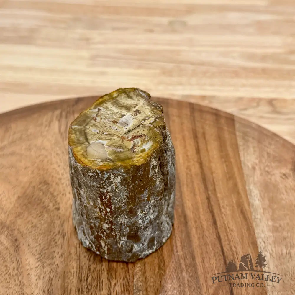 Petrified Wood Mini Stump Accent 2.77’’ - Accent
