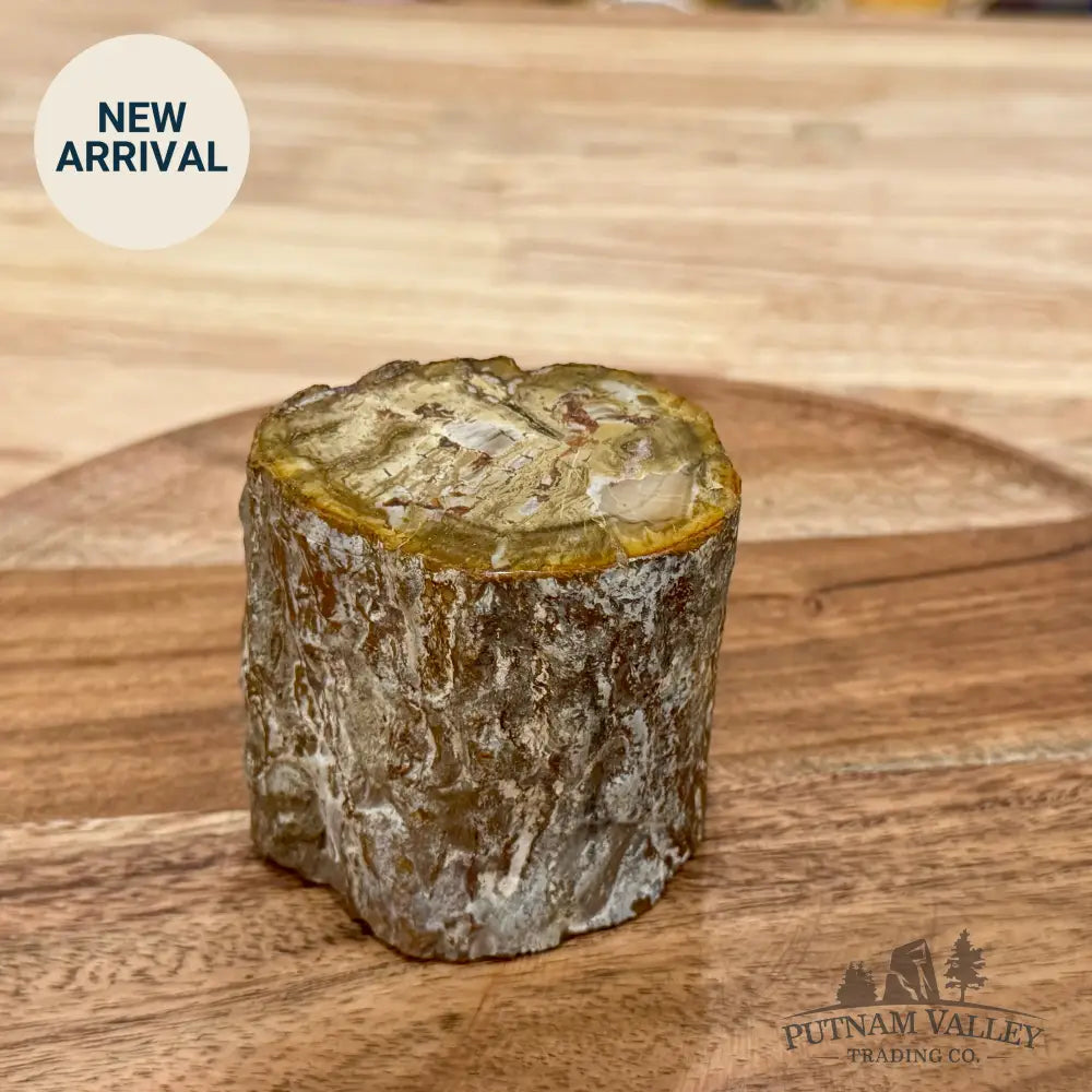 Petrified Wood Mini Stump Accent 2.77’’ - Accent
