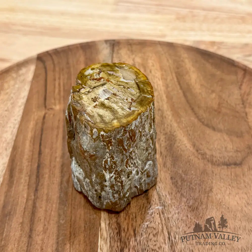 Petrified Wood Mini Stump Accent 2.77’’ - Accent