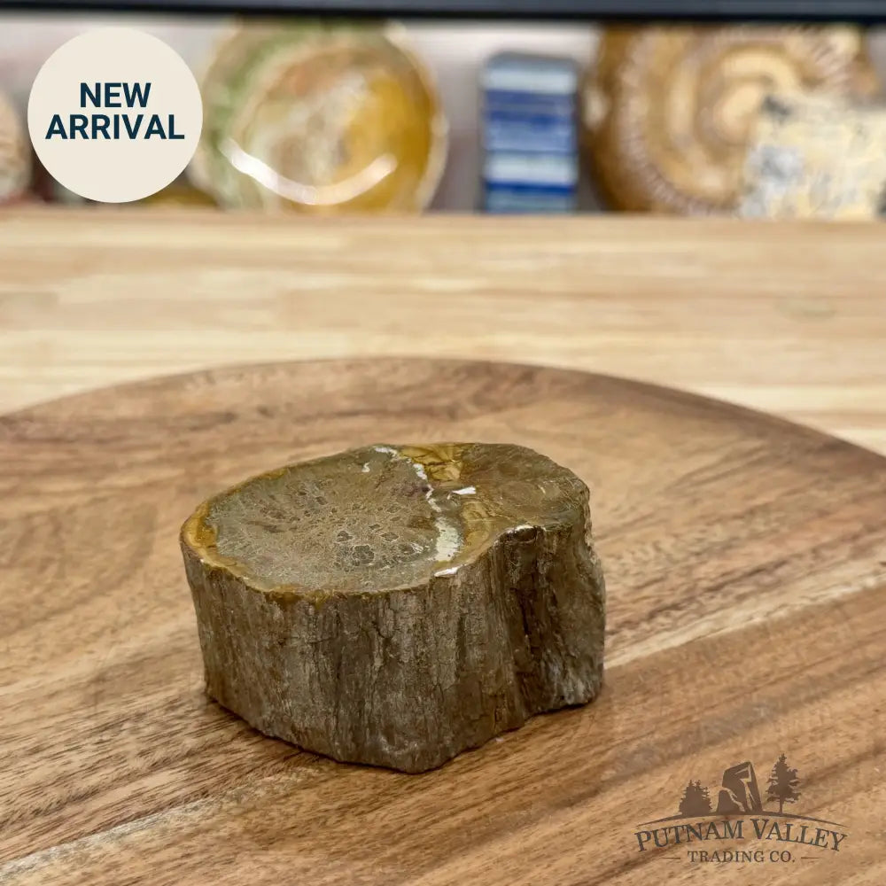 Petrified Wood Mini Stump Accent 2.8’’ - Free Standing Accent