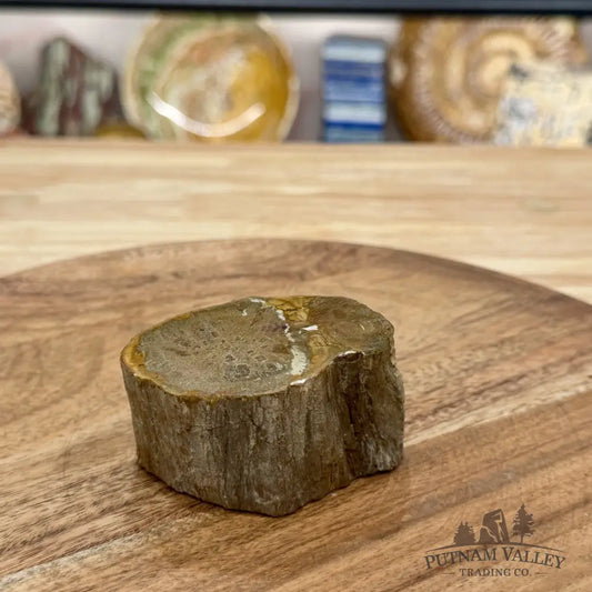 Petrified Wood Mini Stump Accent 2.8’’ - Free Standing Accent