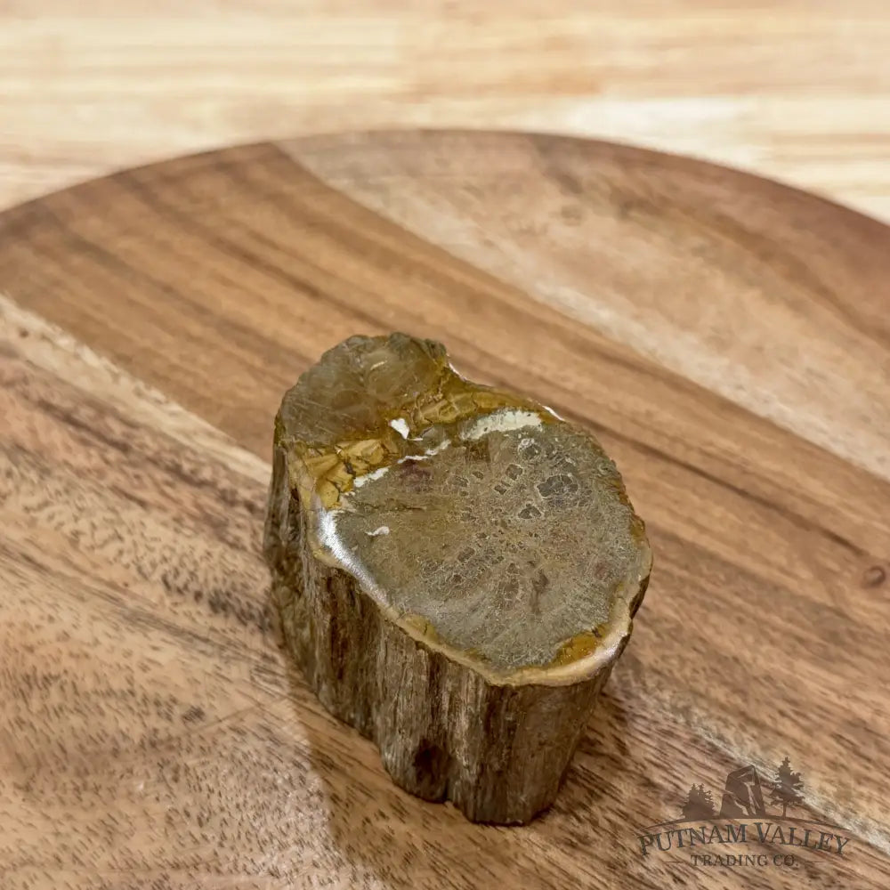 Petrified Wood Mini Stump Accent 2.8’’ - Free Standing Accent