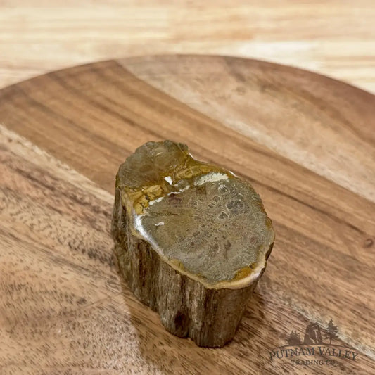 Petrified Wood Mini Stump Accent 2.8’’ - Free Standing Accent