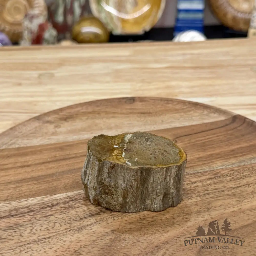 Petrified Wood Mini Stump Accent 2.8’’ - Free Standing Accent