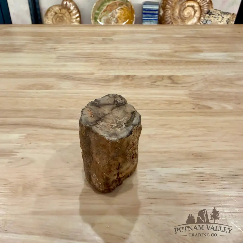 Petrified Wood Mini Stump Accent 2.2’’ - Accent