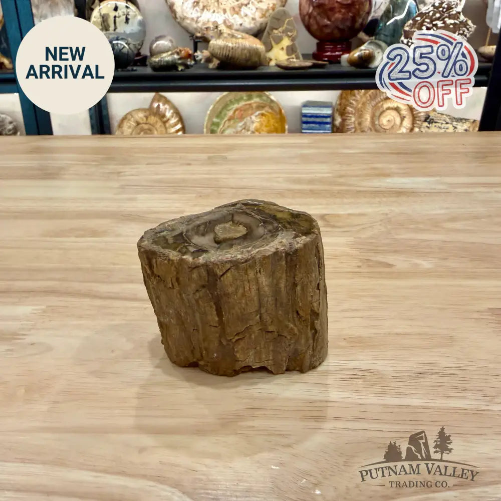 Petrified Wood Mini Stump Accent 2.85’’ - Accent