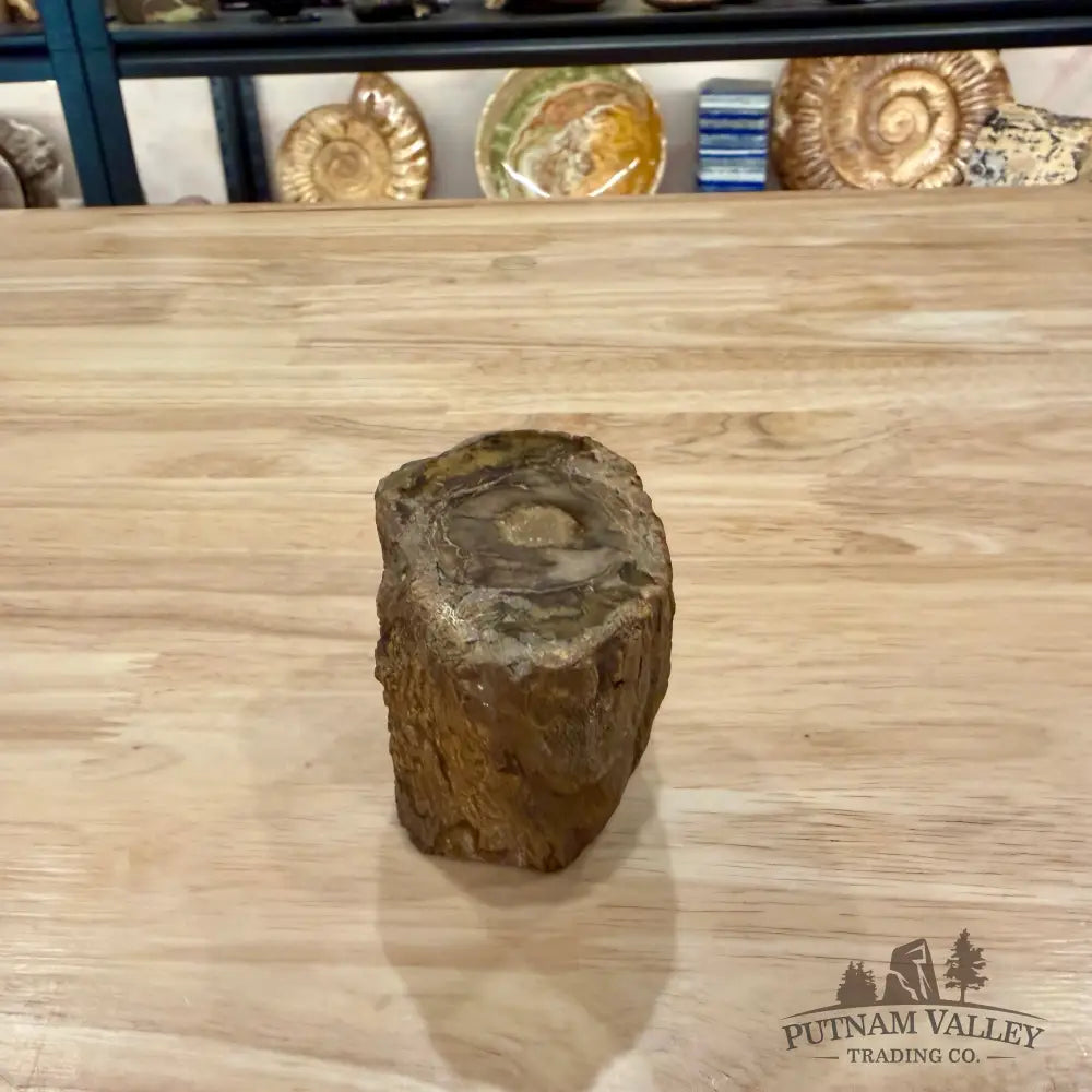 Petrified Wood Mini Stump Accent 2.85’’ - Accent