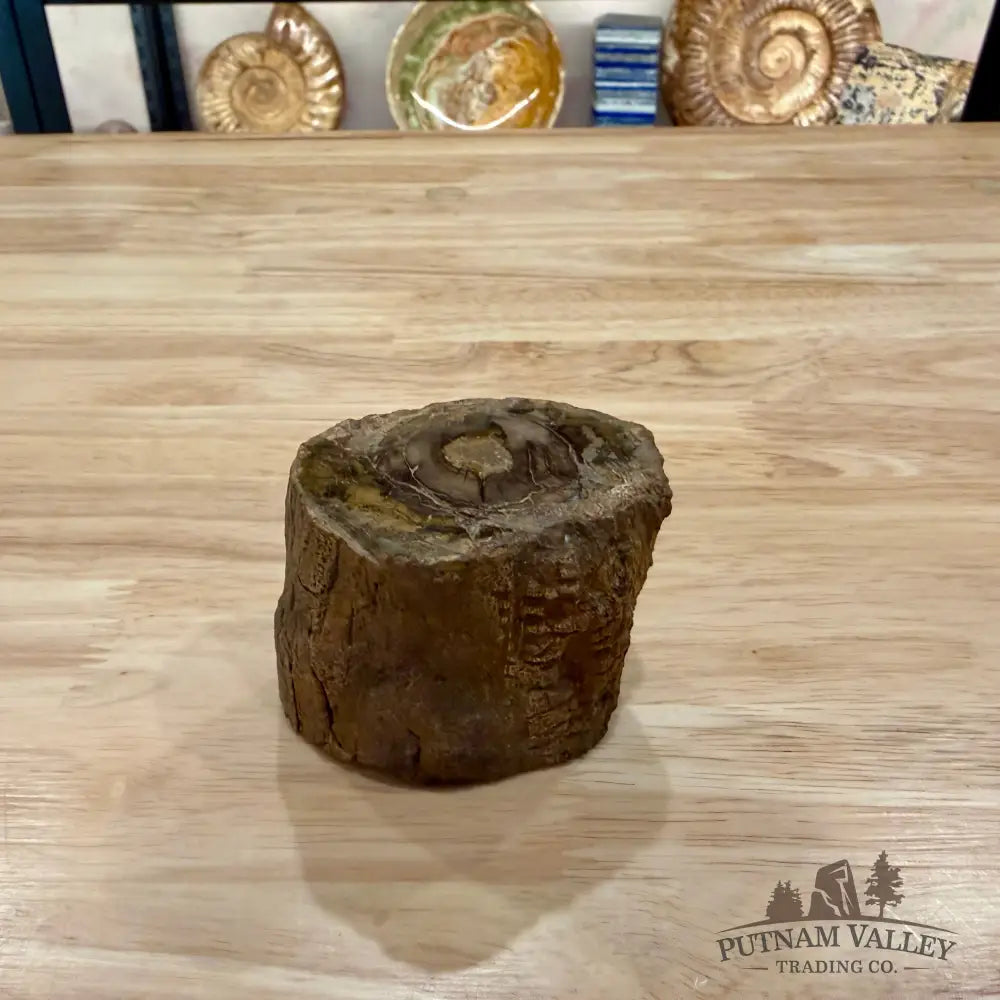 Petrified Wood Mini Stump Accent 2.85’’ - Accent