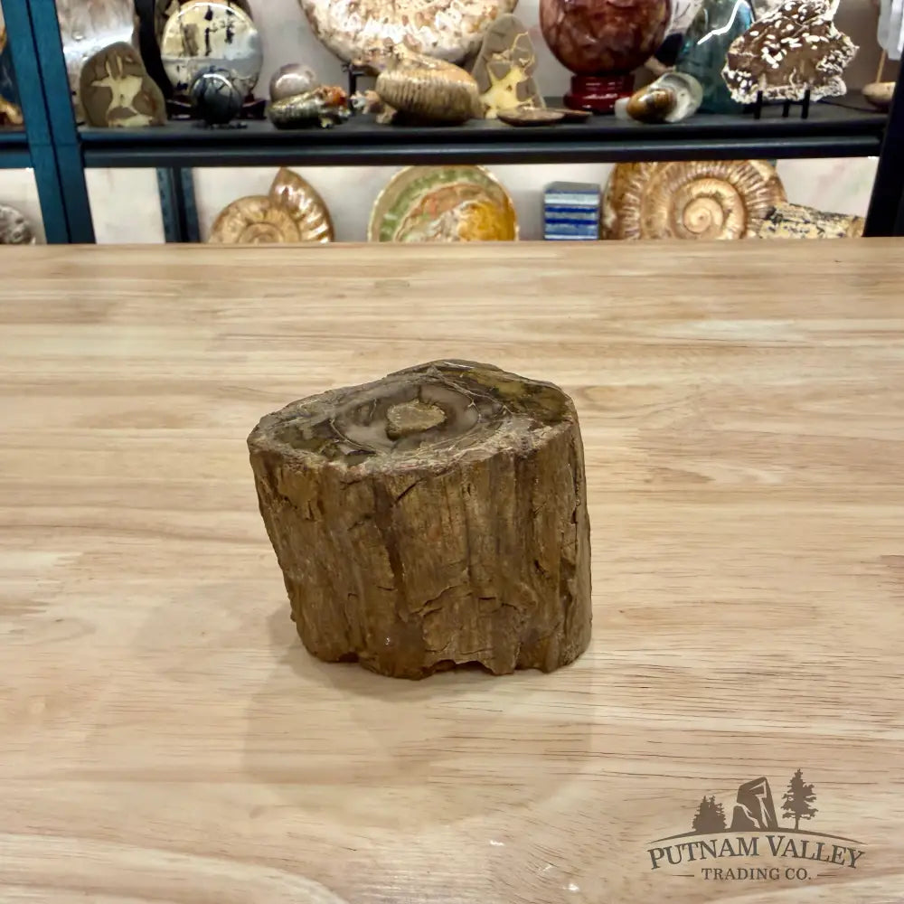 Petrified Wood Mini Stump Accent 2.85’’ - Accent