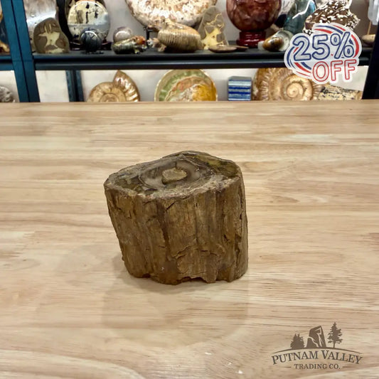 Petrified Wood Mini Stump Accent 2.85’’ - Accent