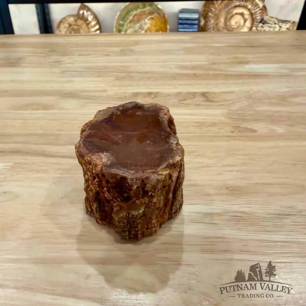 Petrified Wood Mini Stump Accent 2.86’’ - Accent