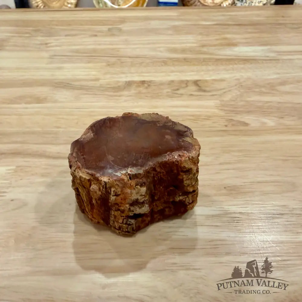 Petrified Wood Mini Stump Accent 2.86’’ - Accent