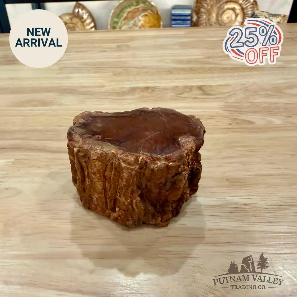 Petrified Wood Mini Stump Accent 2.86’’ - Accent