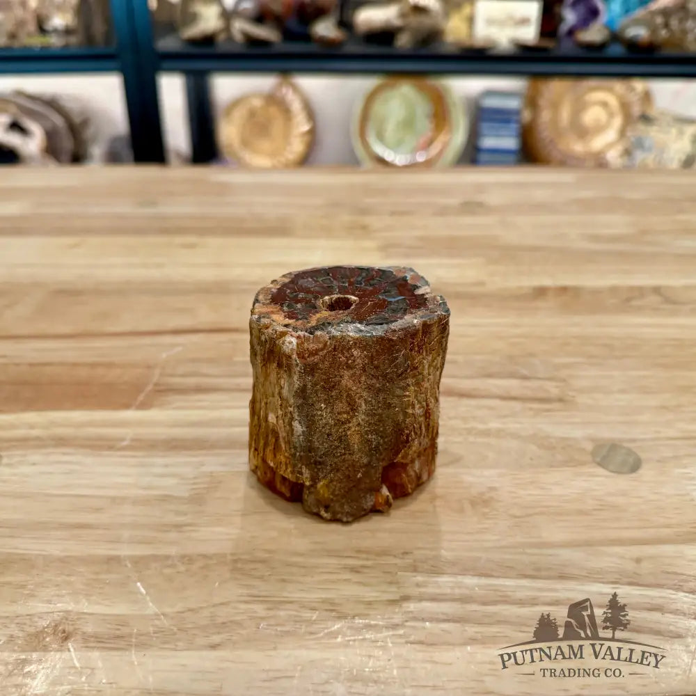 Petrified Wood Mini Stump Accent 2.89’’ - Accent