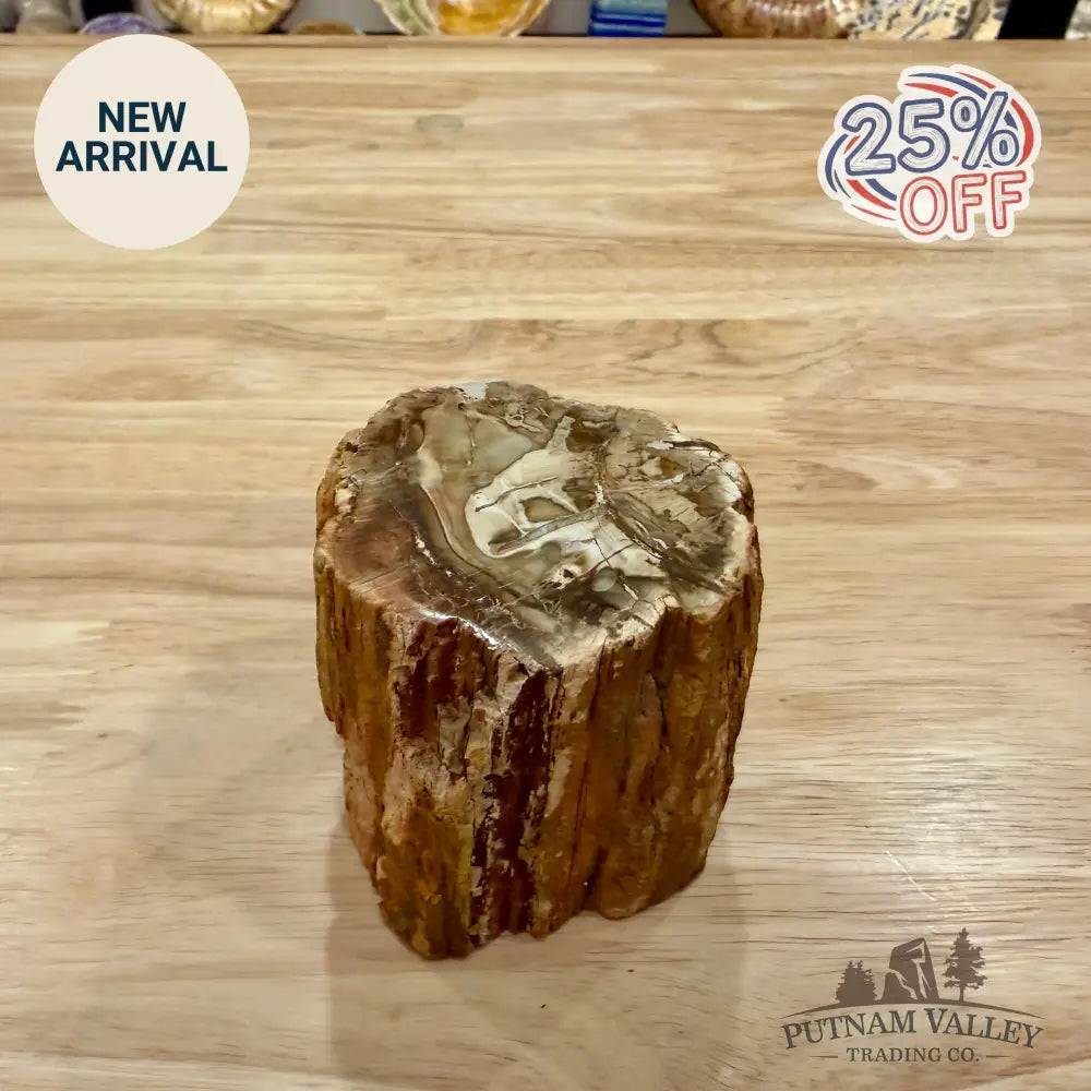 Petrified Wood Mini Stump Accent 2.9’’ - Accent