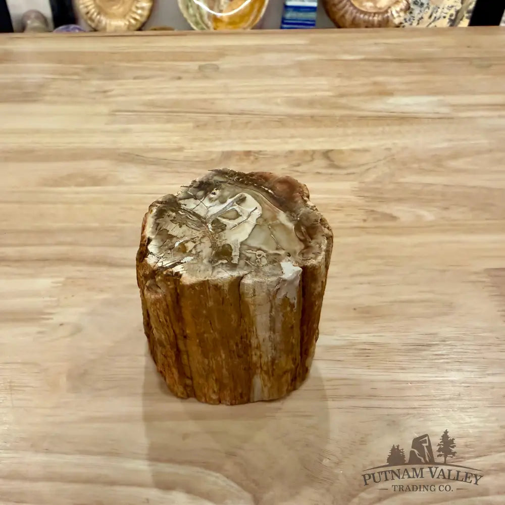 Petrified Wood Mini Stump Accent 2.9’’ - Accent