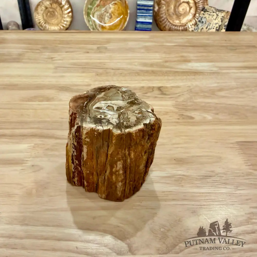 Petrified Wood Mini Stump Accent 2.9’’ - Accent