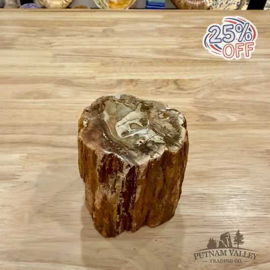 Petrified Wood Mini Stump Accent 2.9’’ - Accent