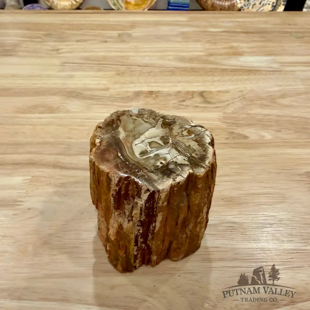 Petrified Wood Mini Stump Accent 2.9’’ - Accent