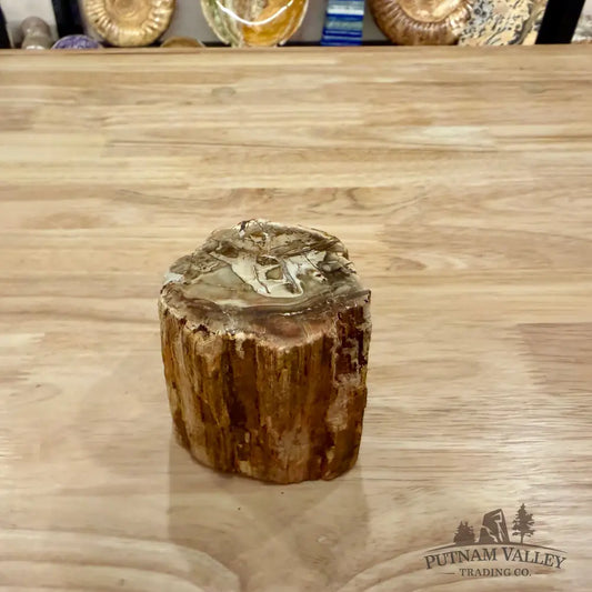Petrified Wood Mini Stump Accent 2.9’’ - Accent