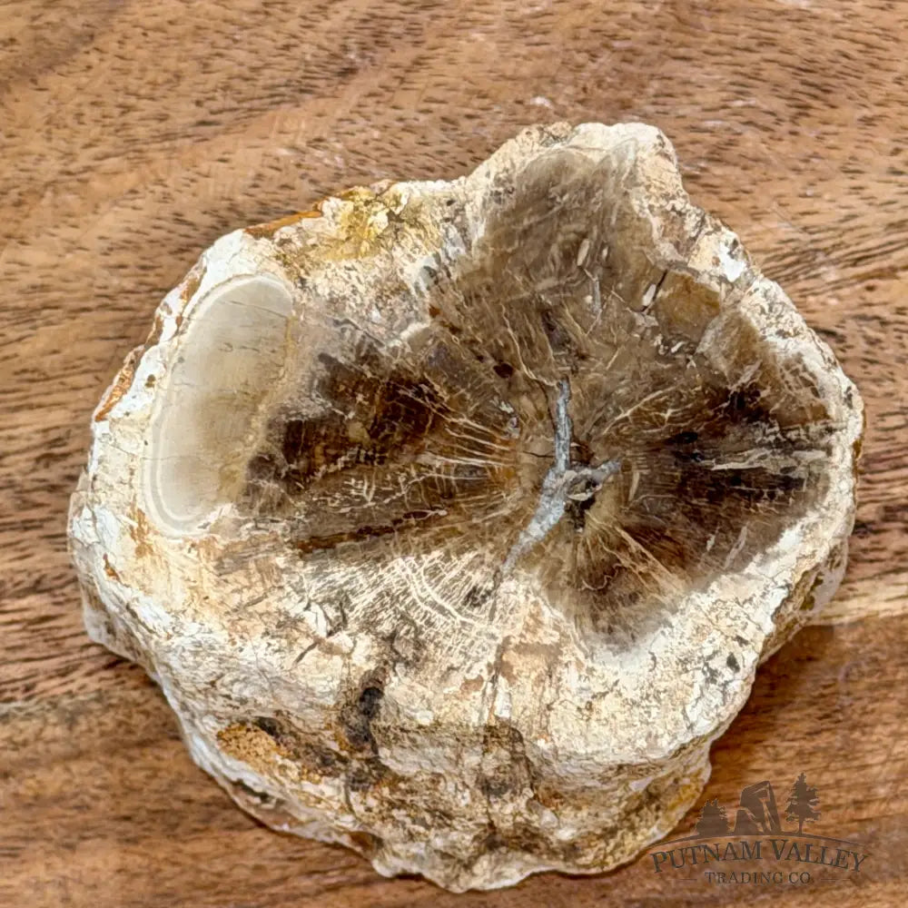 Petrified Wood Mini Stump Accent 2.95’’ - Free Standing Accent