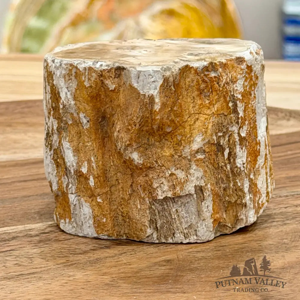Petrified Wood Mini Stump Accent 2.95’’ - Free Standing Accent