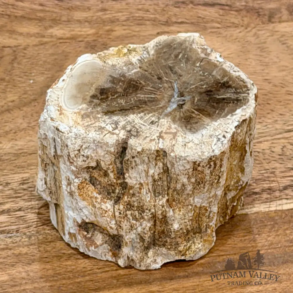 Petrified Wood Mini Stump Accent 2.95’’ - Free Standing Accent