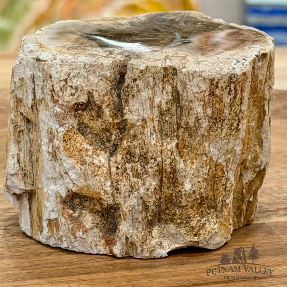 Petrified Wood Mini Stump Accent 2.95’’ - Free Standing Accent
