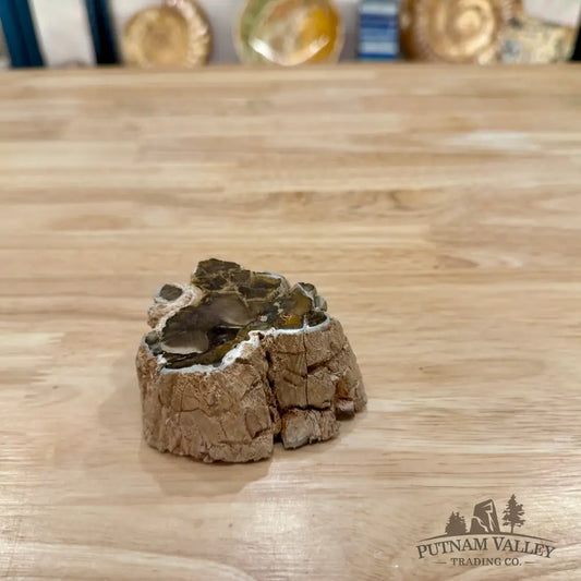 Petrified Wood Mini Stump Accent 3.1’’ - Accent