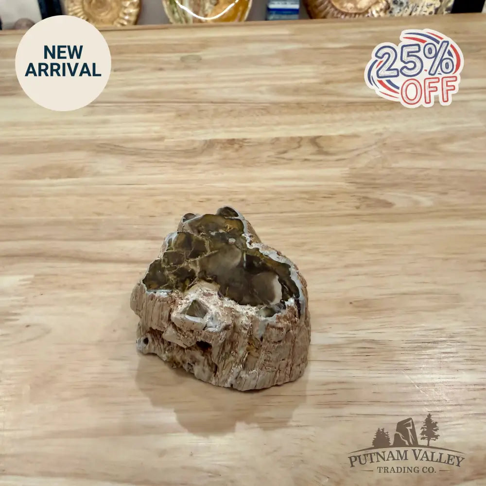 Petrified Wood Mini Stump Accent 3.1’’ - Accent