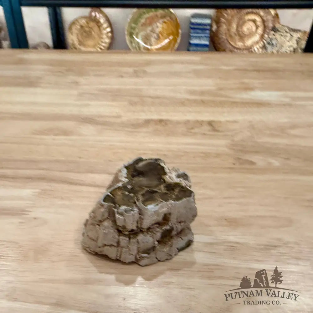 Petrified Wood Mini Stump Accent 3.1’’ - Accent