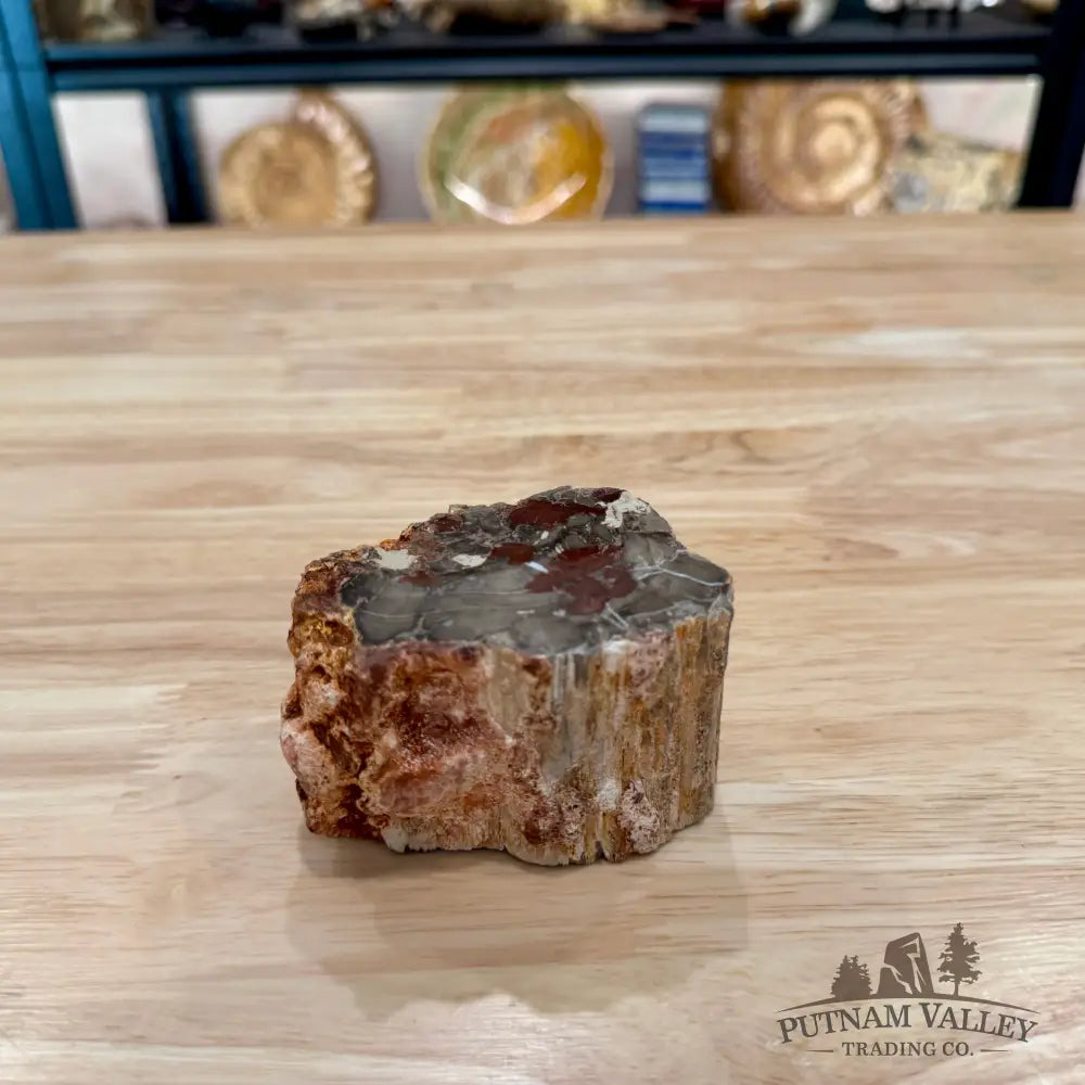 Petrified Wood Mini Stump Accent 3.3’’ - Accent