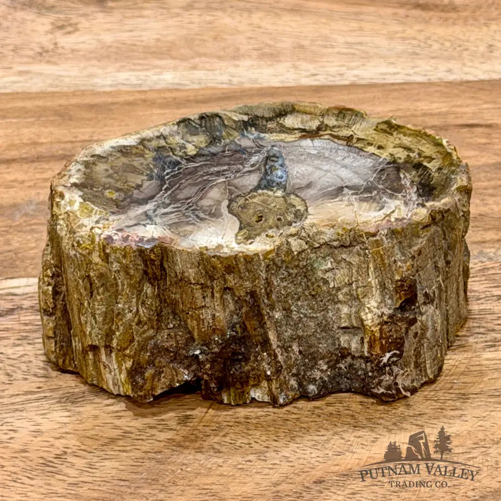Petrified Wood Mini Stump Accent 3.2’’ - Free Standing Accent