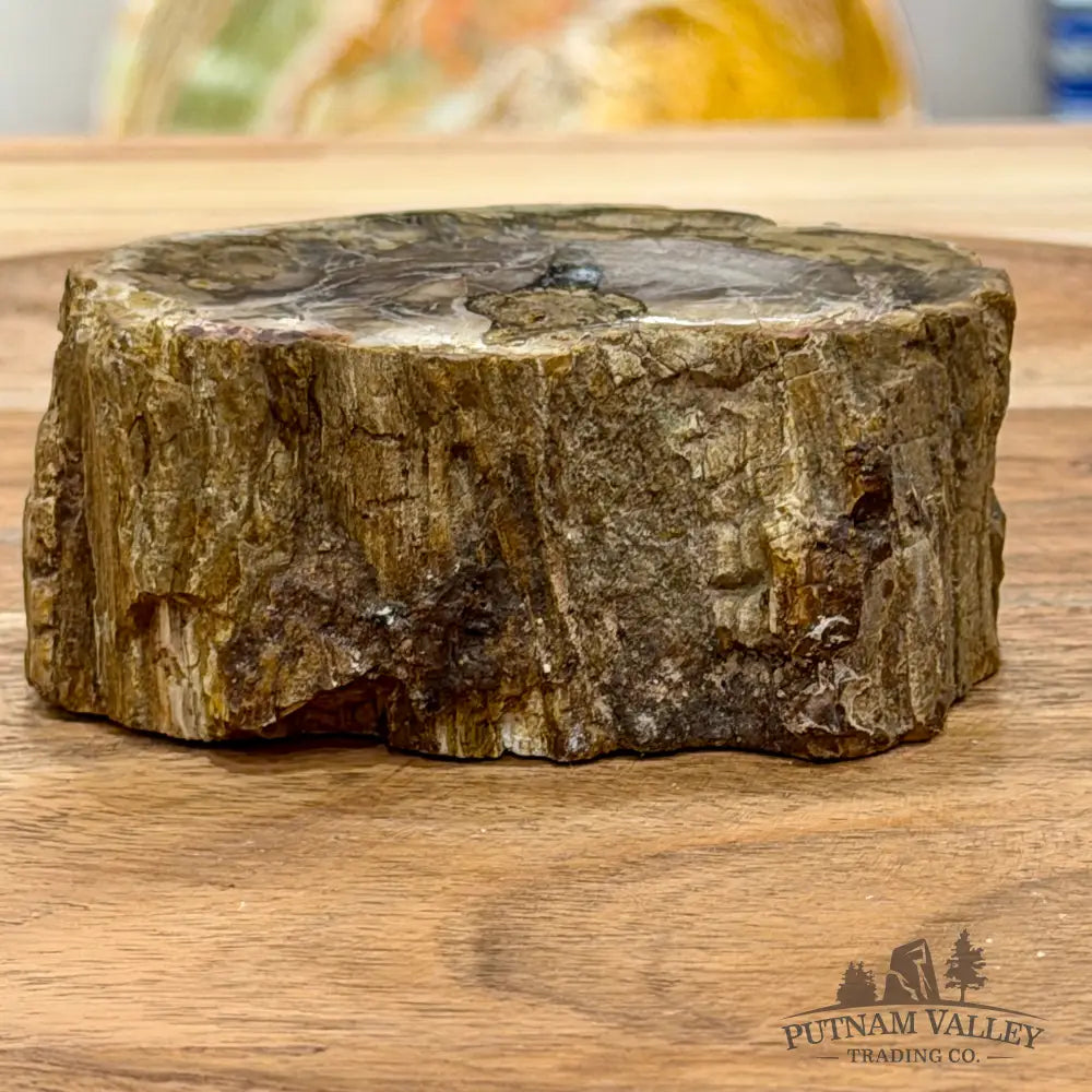 Petrified Wood Mini Stump Accent 3.2’’ - Free Standing Accent